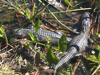 Picture of Baby Alligators