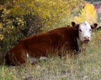 cow laying on the ground
