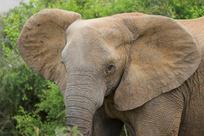 Picture of Elephant