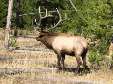 Picture of elk