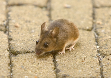 Picture of Mouse