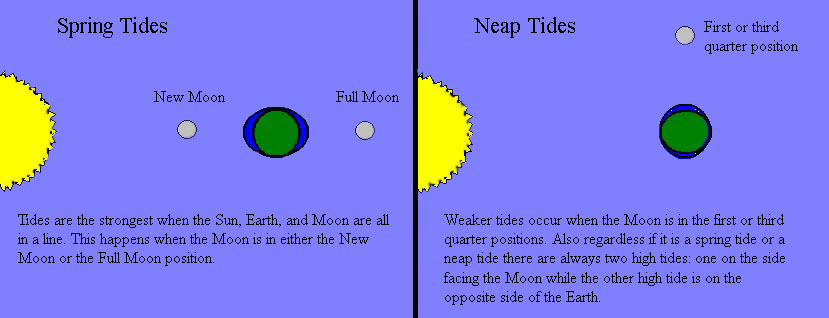 diagram showing spring and neap tides. If not for the Moon, the Sun would be 