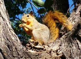 Picture of squirrel