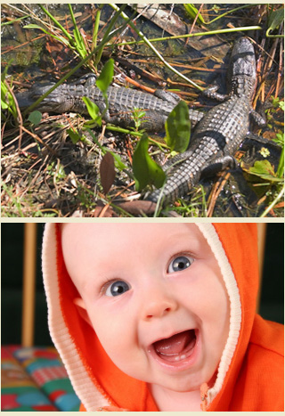 Picture of Baby Alligators